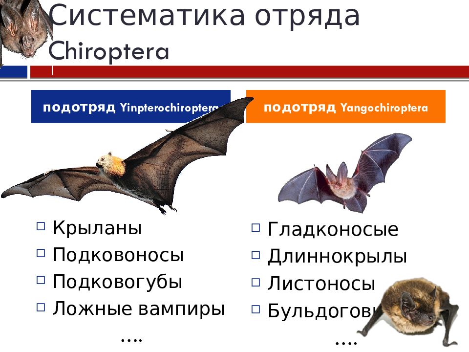 Презентация летучие мыши 7 класс