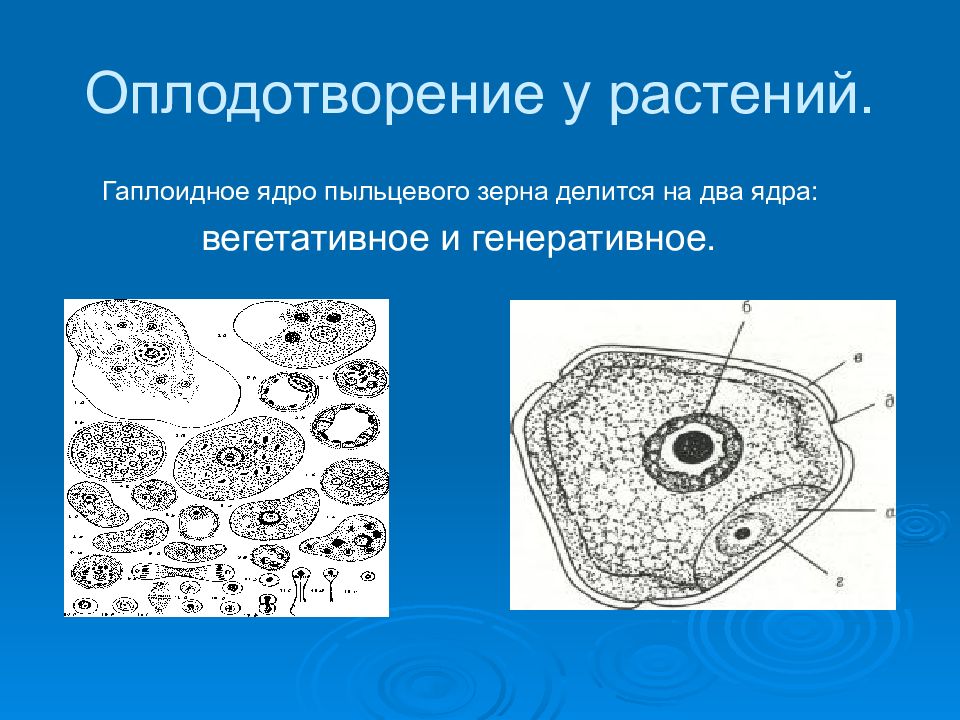 Наличие ядра растений. Искусственное оплодотворение растений. Вегетативные ядра. Оплодотворение у животных и растений. В результате оплодотворения у животных образуется.