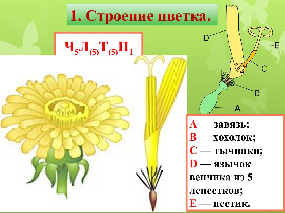 Одуванчик соцветие рисунок