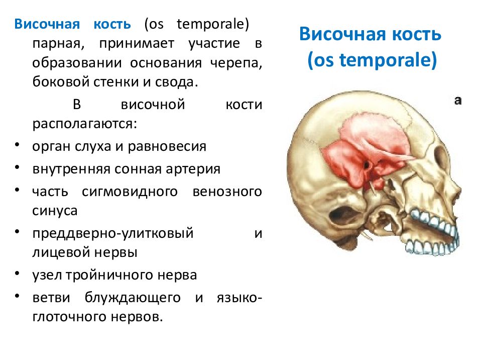 Изменения височной кости. Височная кость черепа анатомия. Височная кость топография. Пирамида височной кости на основании черепа. Шилососцевидное отверстие височной кости.