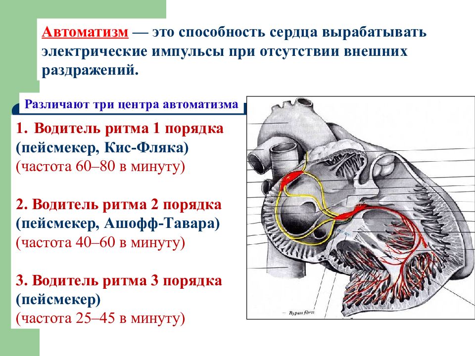 Автоматизм это. Автоматизм сердца это способность сердца. Функция АВТОМАТИЗМА сердца. Пейсмекер (водитель ритма) сердца.. Водители ритма сердца анатомия.