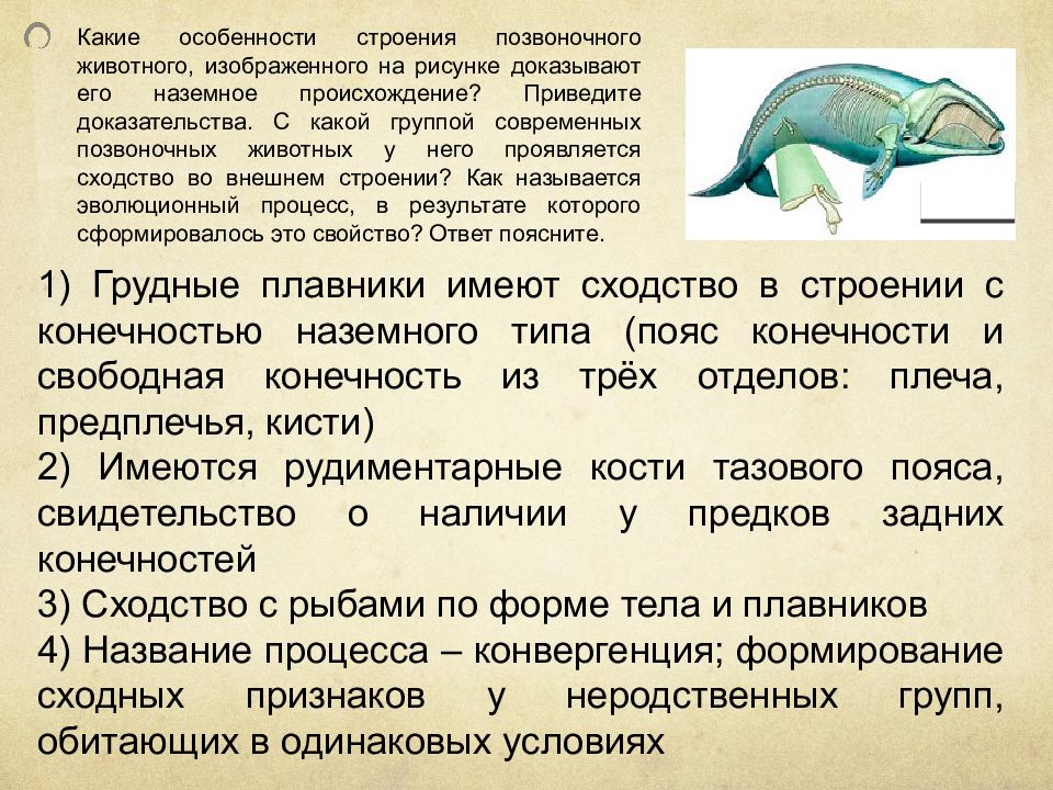 Признаки позвоночных. Особенности строения позвоночных животных. Особенности строения позвоно. Особенности внешнего строения позвоночных животных. Группы современных позвоночных животных.