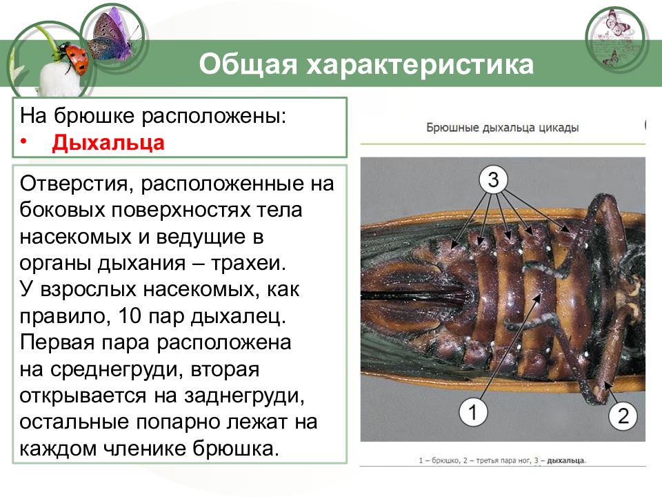 Рассмотрите насекомое. Дыхольце майского жука. Дыхальца жука. Строение майского жука дыхальца. У жука дыхальца у жука.