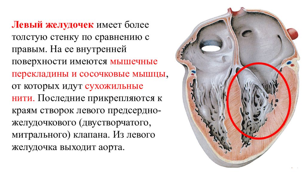 Почему левое больше правого. Строение левого желудочка сердца. Строение левого желудочка сердца анатомия. Правый желудочек сердца. Левый желудочек сердца анатомия.