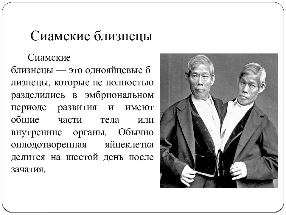 Насколько близнецы. Однояйцевые Близнецы. Сиамские Близнецы презентация. Презентация на тему близнецовый метод. Близнецы сообщение.