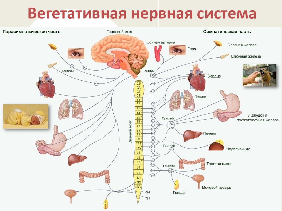 Вегетативная система презентация