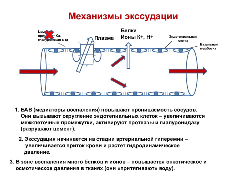 Увеличение проницаемости сосудистой стенки при воспалении вызывают