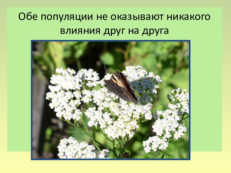 Ни какого влияния. Оба виьа не оказывают никакого воздействия друг на друга