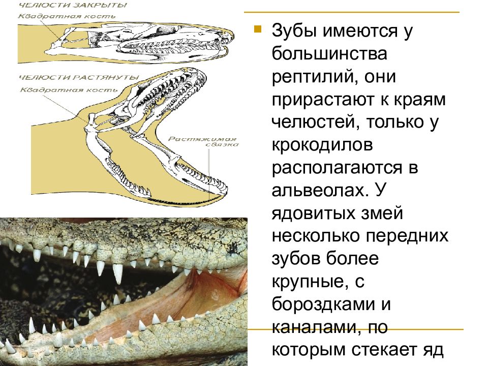 У рептилий есть зубы. Зубы рептилий. Ухо рептилий строение.