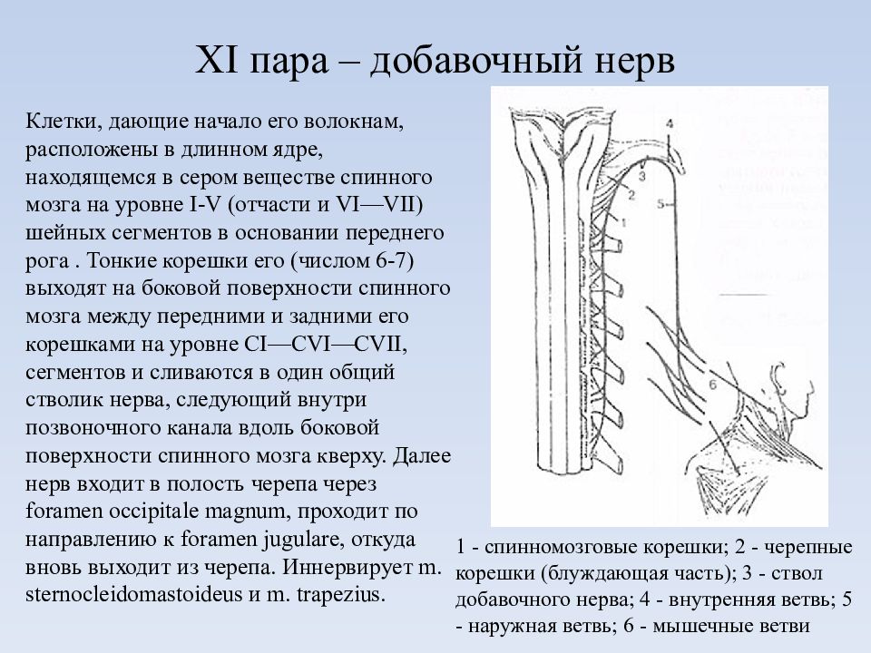 Добавочный нерв. Добавочный нерв ядра схема. Добавочный нерв (11 пара ЧН). 11 Пара добавочный нерв иннервирует. Добавочный нерв неврология схема.