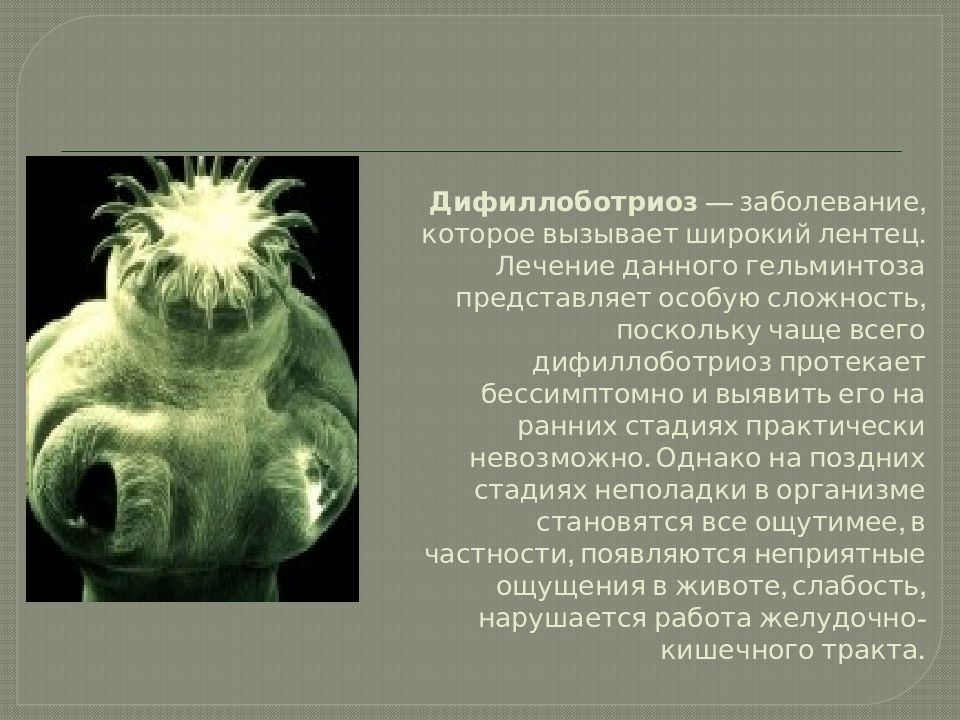Широкий лентец вызывает заболевание. Широкий лентец заболевание. Широкий лентец инвазионная форма. Широкий лентец профилактика заболевания. Широкий лентец вызывает заболевание.