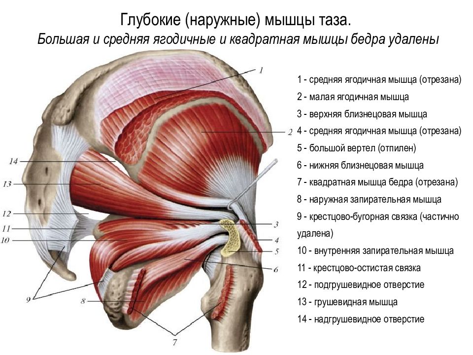 Мышцы ягодицы анатомия картинки