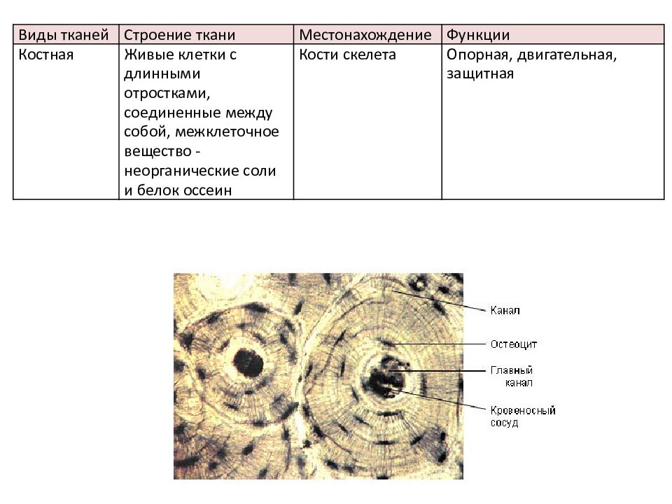 Типы строения тканей