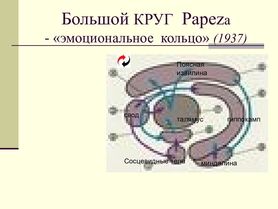 2 системы мозга. Интегральные системы мозга. Интегральная система мозга РФ.