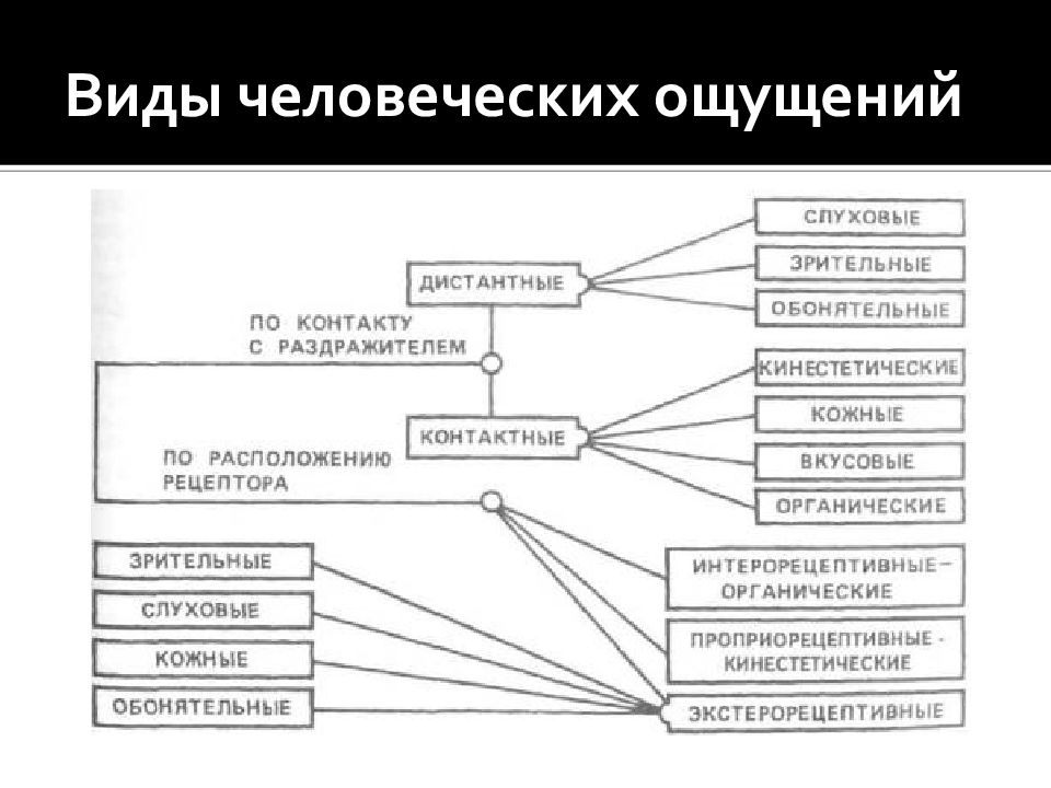 Раздражители ощущений. Классификация ощущений по локализации. Классификация ощущений в психологии таблица. Анализатор ощущений в психологии. Классификация ощущений по видам анализаторов.