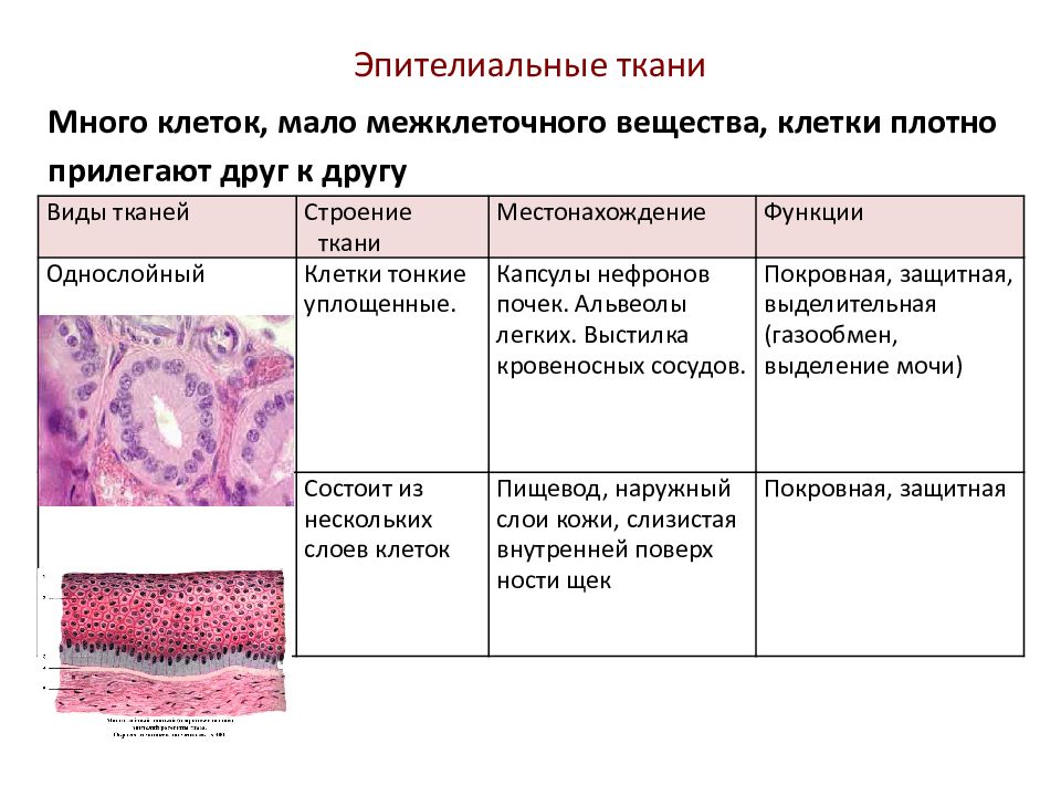 Какие ткани входят в состав органов. Строение эпителиальной ткани. Эпителиальная ткань строение и функции. Ткань эпителиальная особенности строения клеток , функции. Однослойный эпителий соединительная ткань.