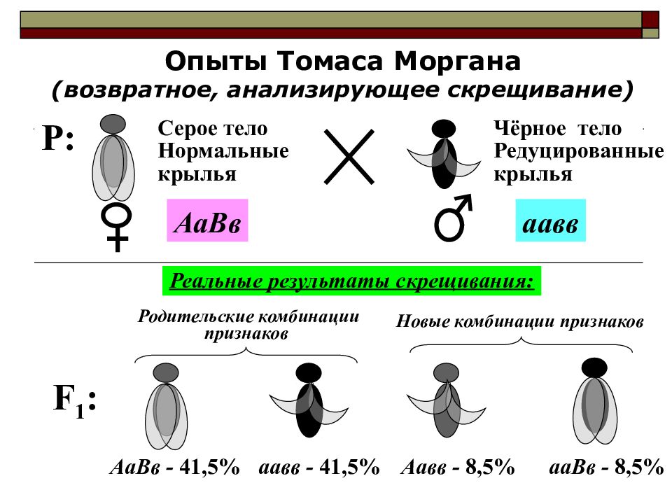 Хромосомная теория наследственности сцепленное наследование генов презентация