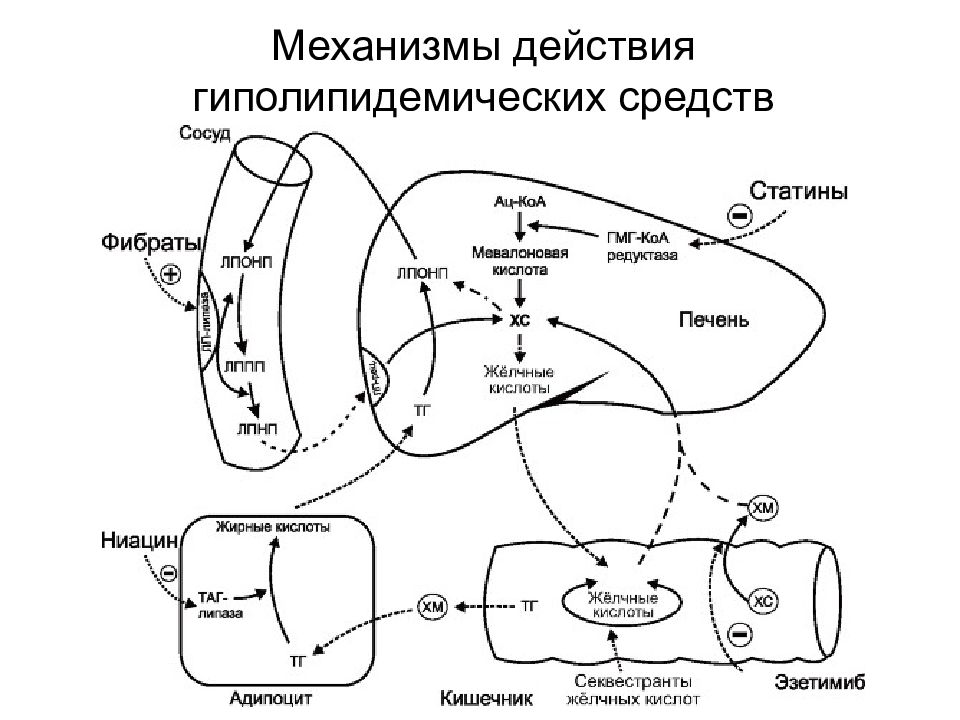 Механизм действия какого препарата. Фибраты механизм гиполипидемического действия. Антиатеросклеротические средства механизм действия. Механизм действия гиполипидемических препаратов. Механизм действия статинов схема.