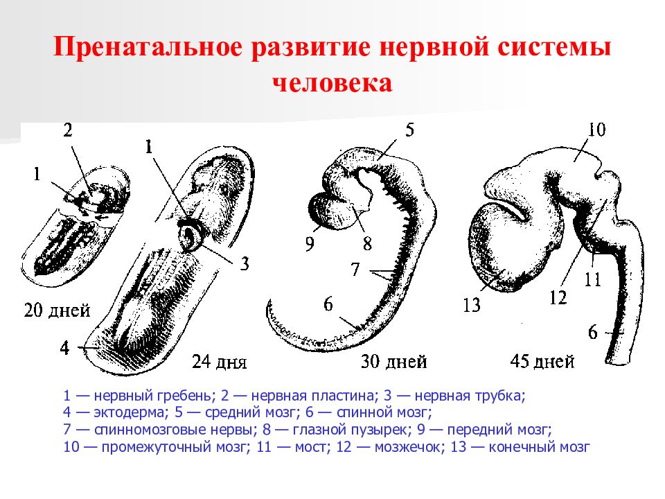 Развитие цнс. Стадии эмбрионального развития нервной системы. Стадии развития нервной системы человека в онтогенезе. Схема развития нервной системы человека. Развитие нервной системы в пренатальный период.