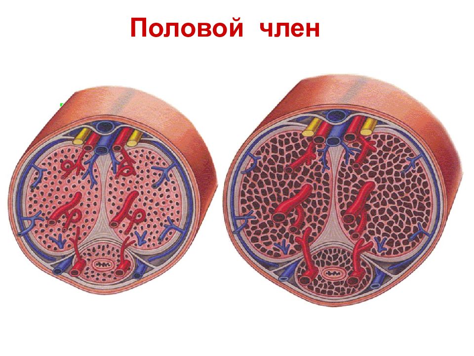 Разнообразие членов. Эрегированный половой орган.