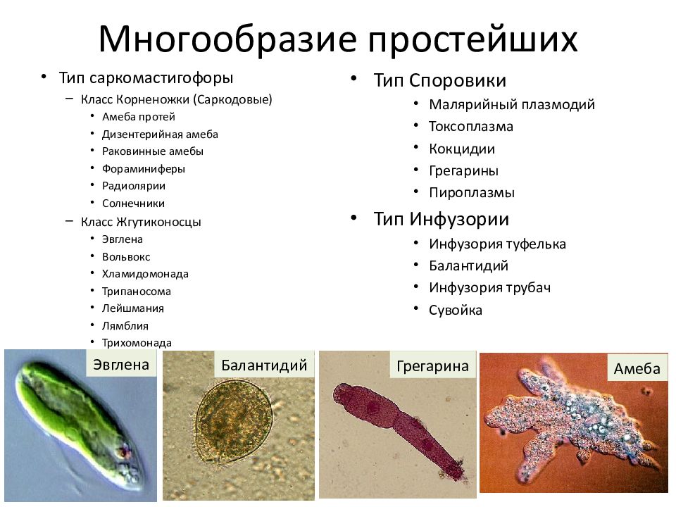 Презентация по теме простейшие 7 класс биология