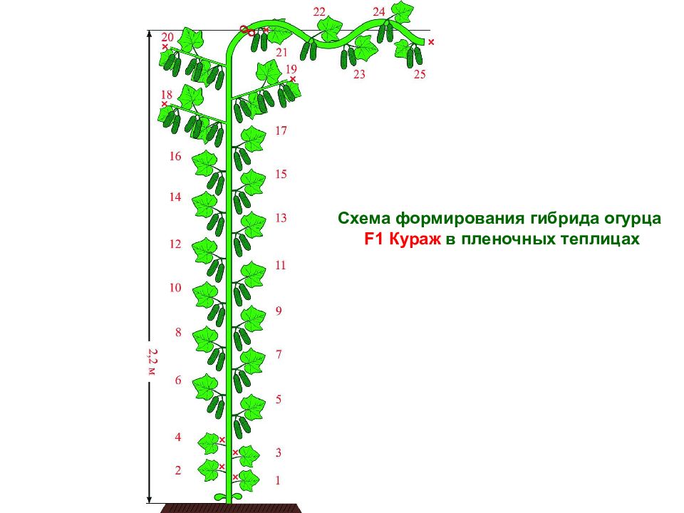 Схема посадки огурца феникс