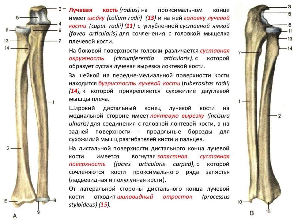 Головка лучевой кости