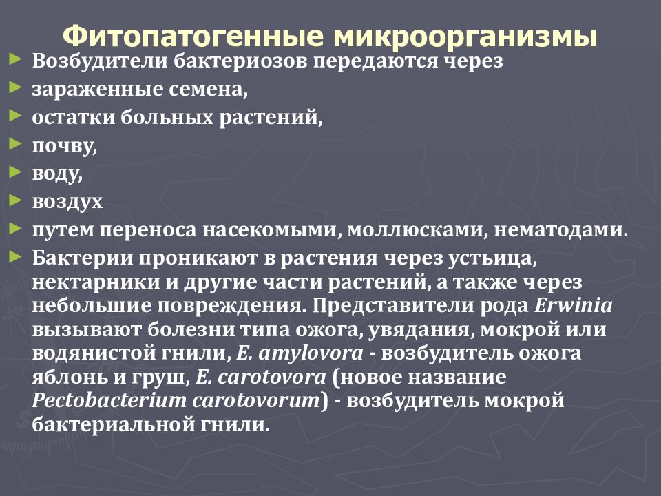 Могут относится. Фитопатогенные микроорганизмы. Фитопатогенные бактерии. Характеристика фитопатогенных бактерий. Фитопатогенные микроорганизмы микробиология.