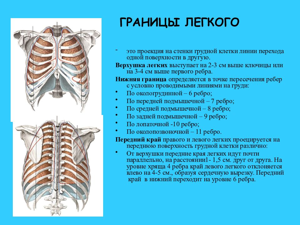 Линии грудной клетки человека схема