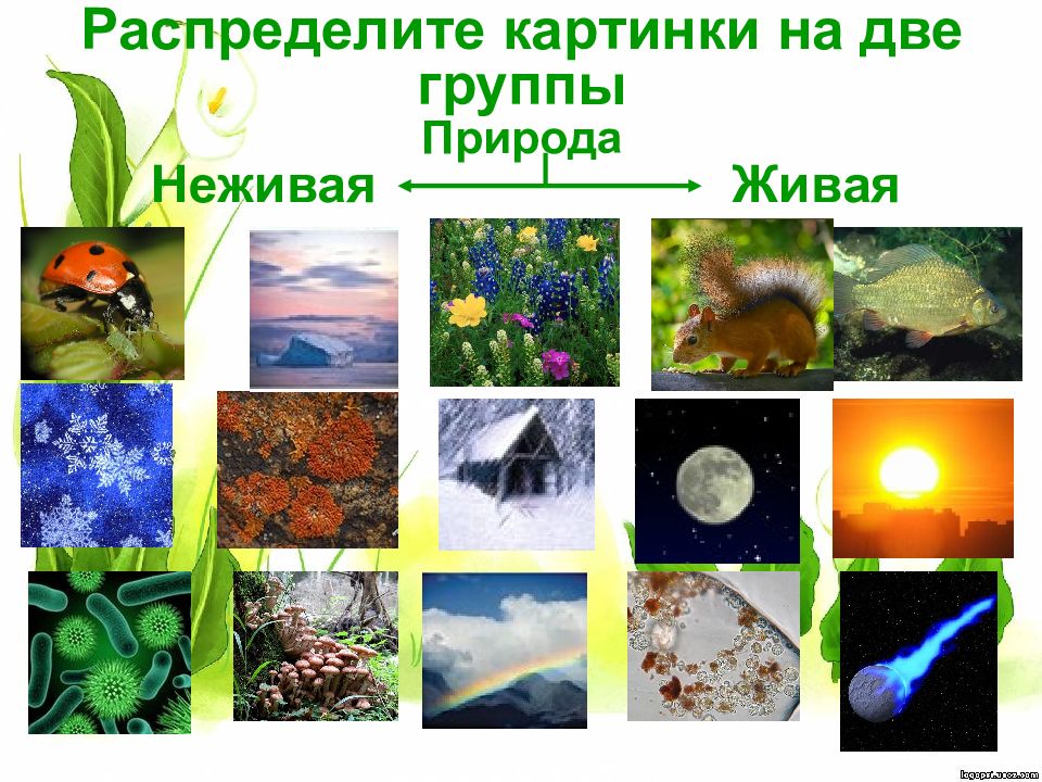 Россия живая неживая природа. Живая и неживая природа. Жива я и нерживая природа. Объекты живой природы. Живая и неживая природа для дошкольников.