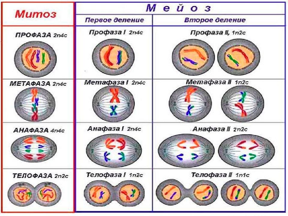 Таблица интерфазы. Телофаза 2 хромосомы набор. Профаза митоза. Митоз и мейоз. Анафаза мейоза 1 набор.