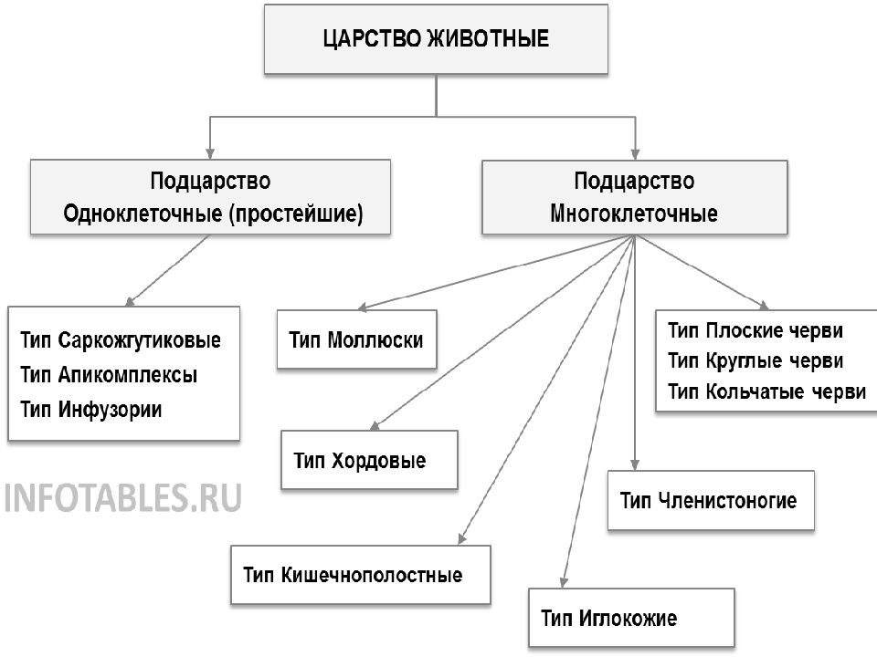 Схема системы животного мира