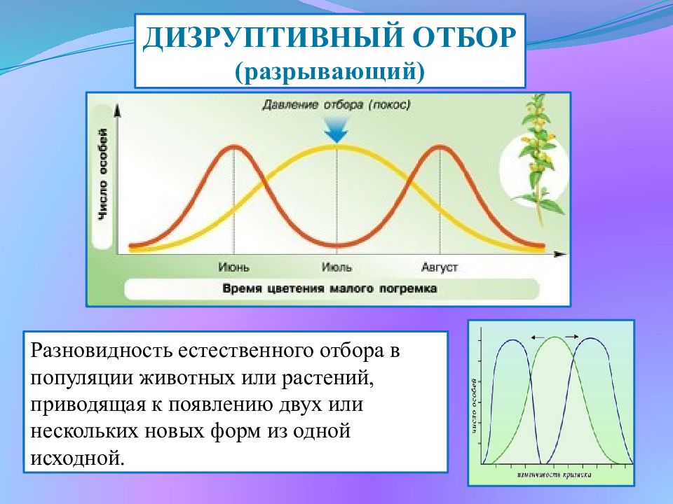 Движущие силы эволюции естественный отбор презентация