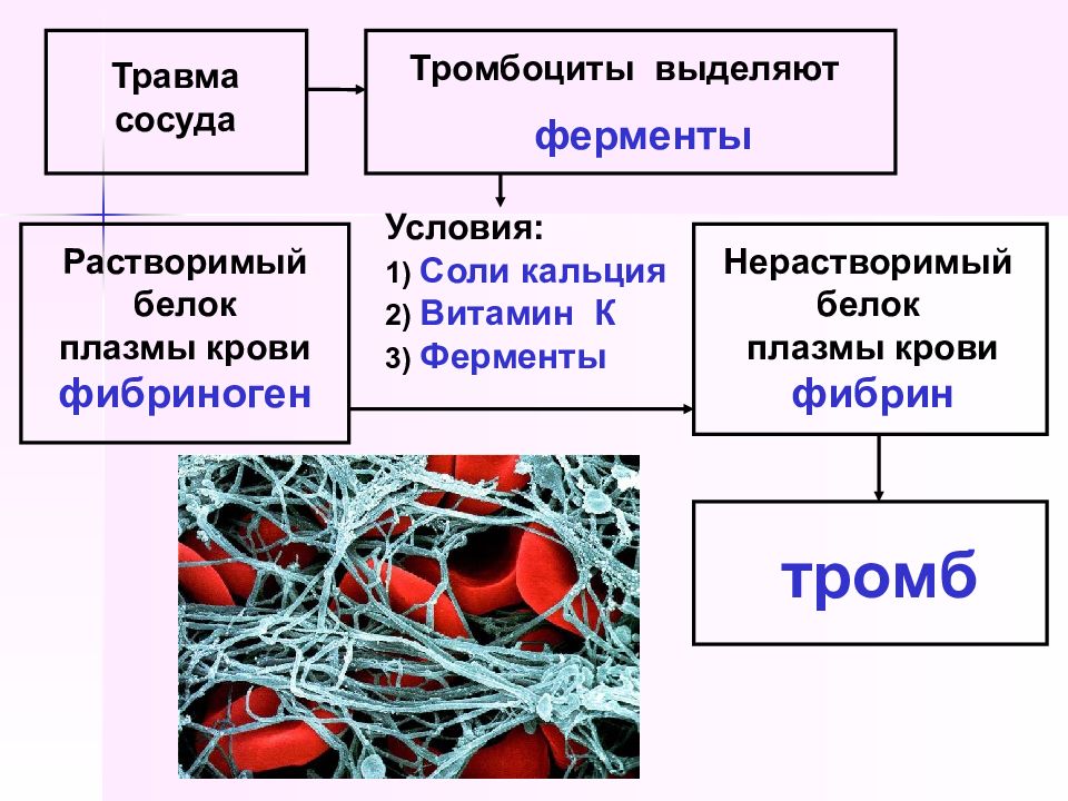 Кровь физиология презентация