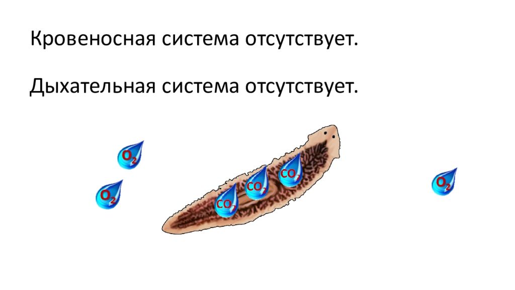 Органы дыхания червей. Дыхательная система ресничных червей. Плоские черви Ресничные дыхательная система. Дыхательная система плоских червей. Тип плоские черви дыхательная система.