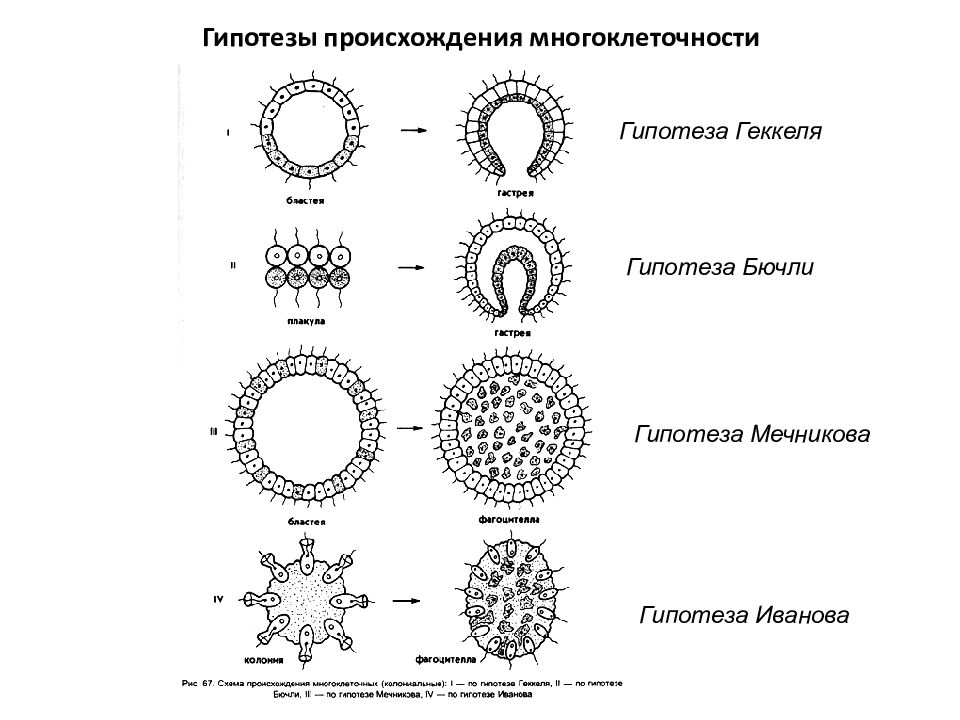 Происхождение организмов. Теория фагоцителлы и.и Мечникова. Теория гастреи и фагоцителлы. Колониальные гипотезы происхождения многоклеточности. Гипотеза фагоцителлы Мечникова.