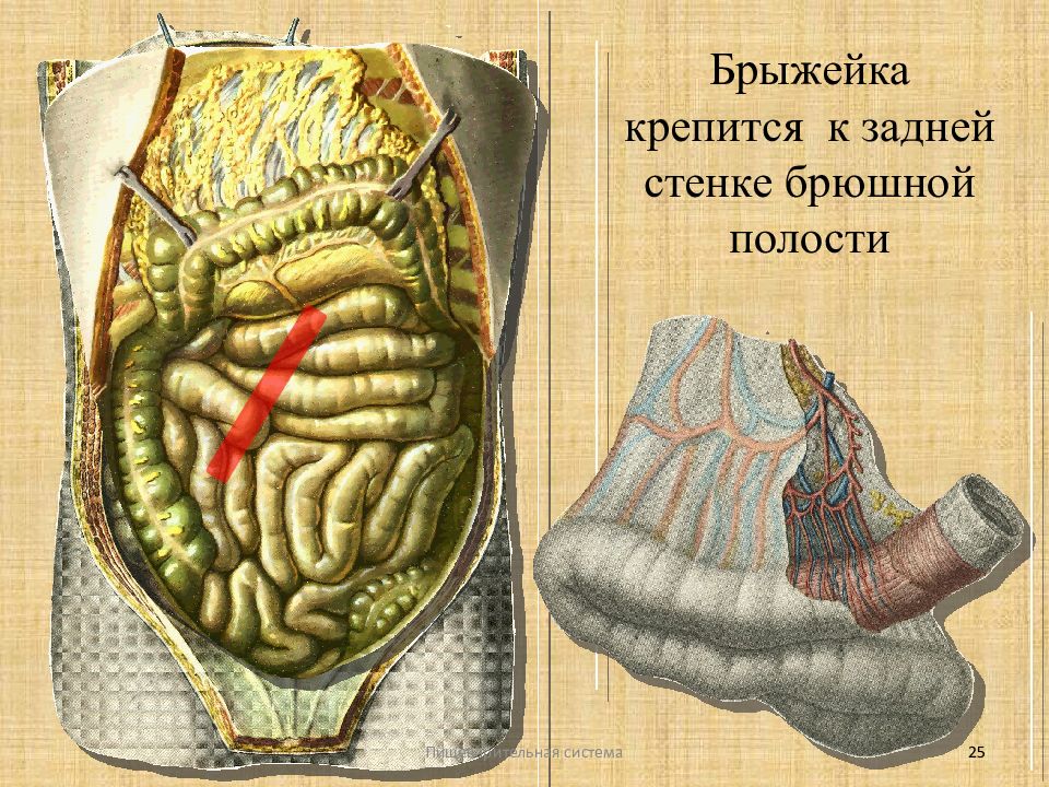 Что такое брыжейка кишечника у человека картинки