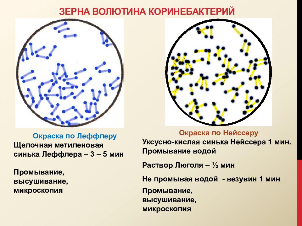 Примеры запасных включений. Corynebacterium diphtheriae окраска по Леффлеру. Corynebacterium diphtheriae чистая культура окраска по Нейссеру. Окраска зерен волютина. Волютин это микробиология.