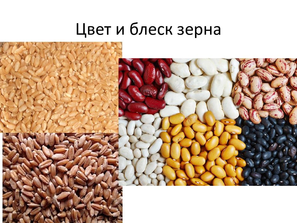 Показатели зерна. Качество зерна. Цвет зерна. Слайд зерна. Показатели качества зерна и семян.