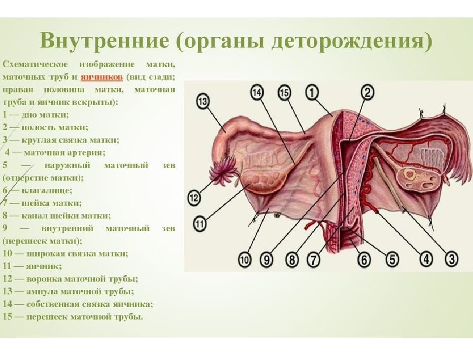 Яичник на латыни. Строение женских половых органов вид сбоку. Строение женских.половых органов внутренних наружных.