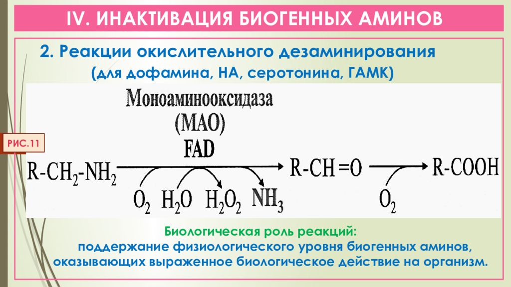 Инактивация вещества. Инактивация биогенных Аминов. Окислительное дезаминирование биогенных Аминов. Биологическая роль биогенных Аминов. Образование биогенных Аминов биохимия.