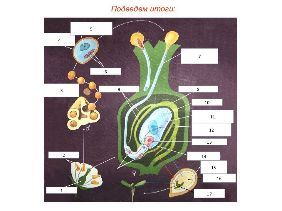 Двойное оплодотворение рисунок. Оплодотворение у цветковых растений рисунок. Двойное оплодотворение растений без подписей. Двойное оплодотворение схема без подписей. Двойное оплодотворение рисунок без подписей.