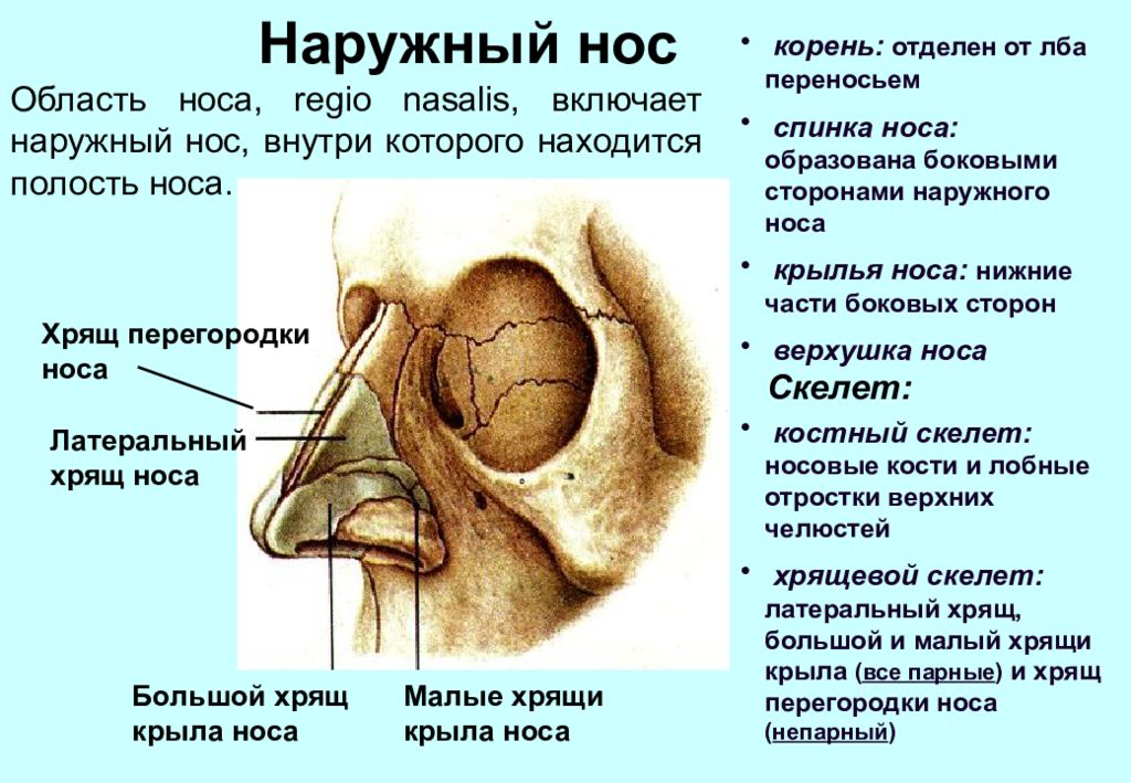 Добавочные носовые хрящи латынь