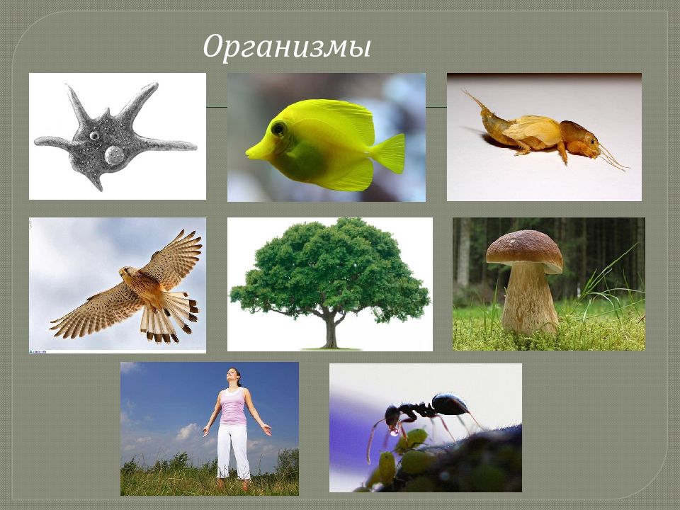 Живые организмы в отличие живой природы. Живые и неживые организмы. Не живые организмы. Живые и неживые системы в биологии. Пустыня живые и неживые организмы.