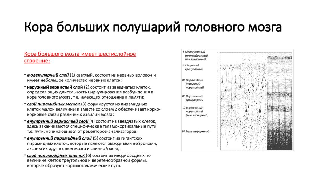 Особенности строения коры головного мозга