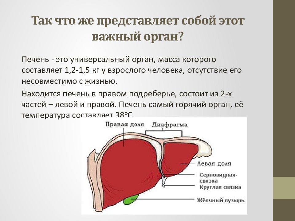 Головной мозг печень кровь. Печень самый важный орган. Печень правое подреберье. Боль в левой доли печени.