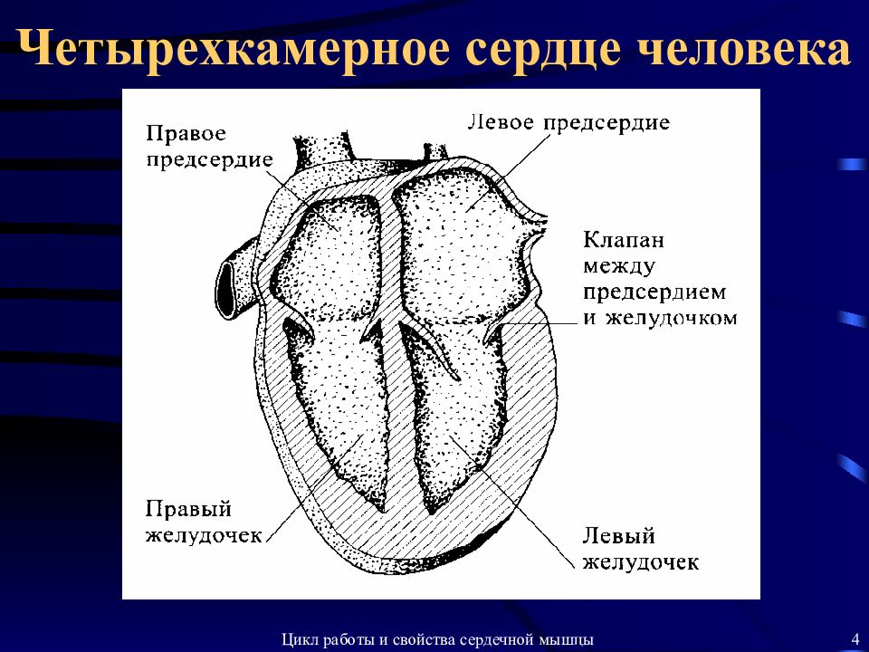 Сердце у крокодила состоит. Сердце человека четырехкамерное. Четырёхкамерное сердце у человека. 4 Камерное сердце. Чеьврё камерное сердце.