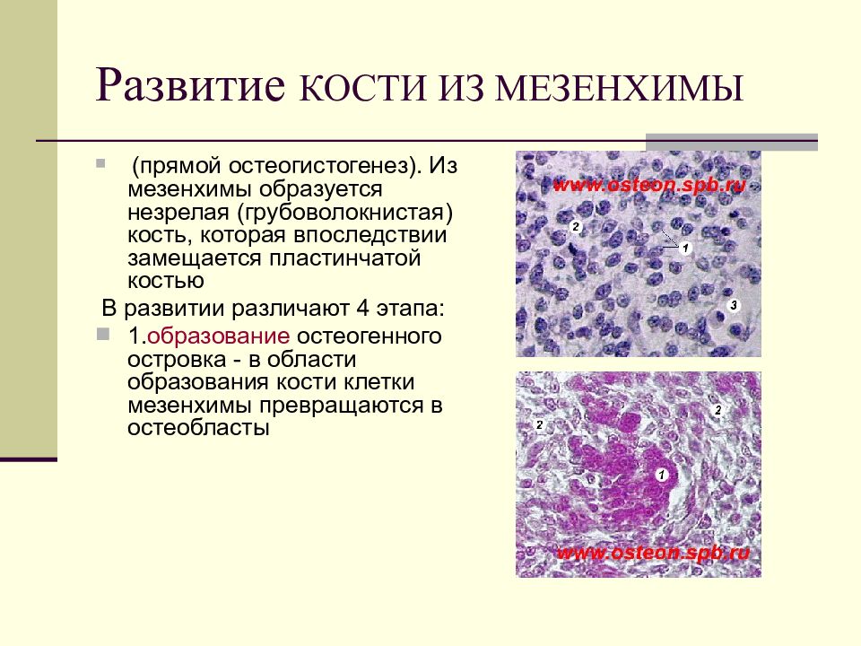 Способы роста хряща. Клетки мезенхимы. Строение мезенхимы. Развитие кости из мезенхимы. Клетки мезенхимы гистология.