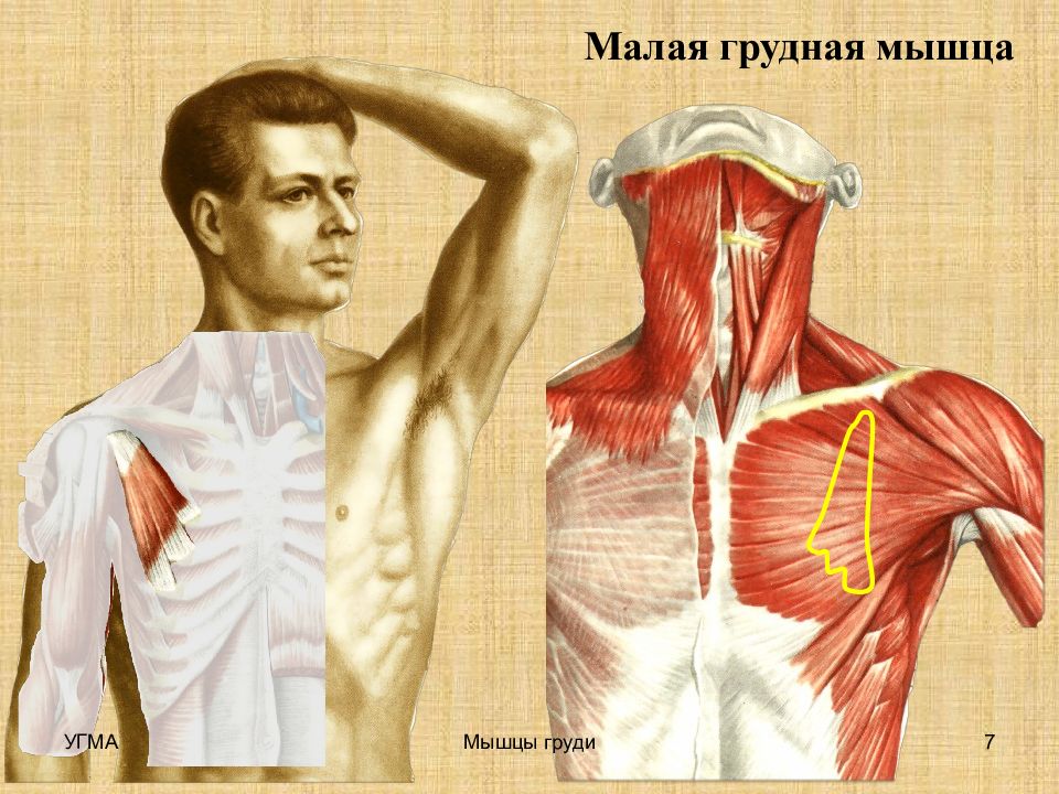 Мышцы 5. Малая грудная мышца. Малая грудная мышца груди. Большая и малая грудные мышцы. Пекторальные мышцы.