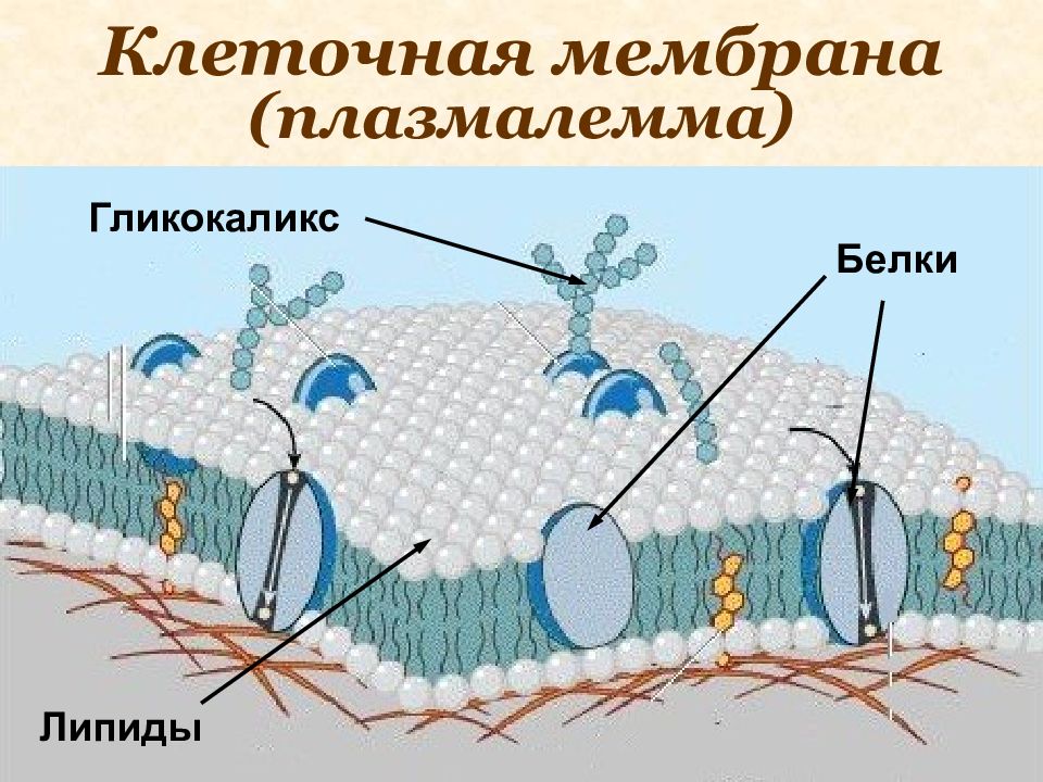 Что такое гликокаликс. Строение плазмалеммы растительной клетки. Строение мембраны клетки гликокаликс. Плазмалемма (клеточная мембрана), строение. Клеочная мембрана иплазмолема.